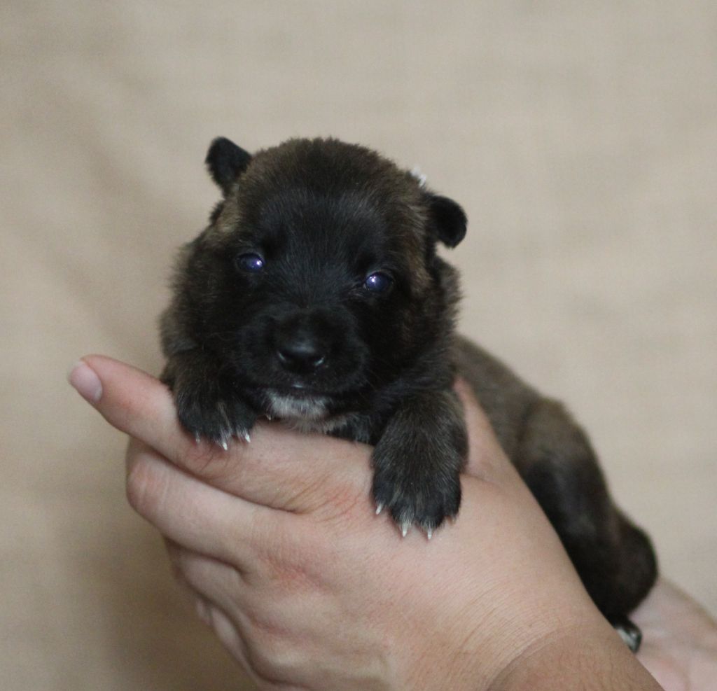 Des Gardiens De La Cigogne - Chiots disponibles - Berger Belge