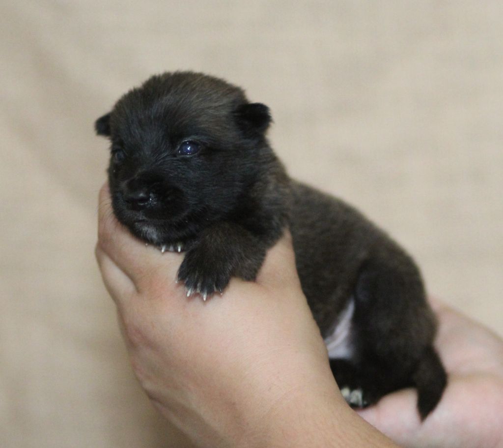 Des Gardiens De La Cigogne - Chiots disponibles - Berger Belge