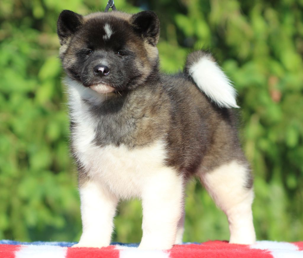 Des Gardiens De La Cigogne - Chiots disponibles - Akita americain
