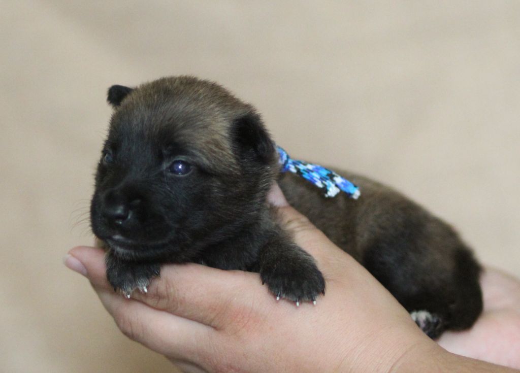 Des Gardiens De La Cigogne - Chiots disponibles - Berger Belge