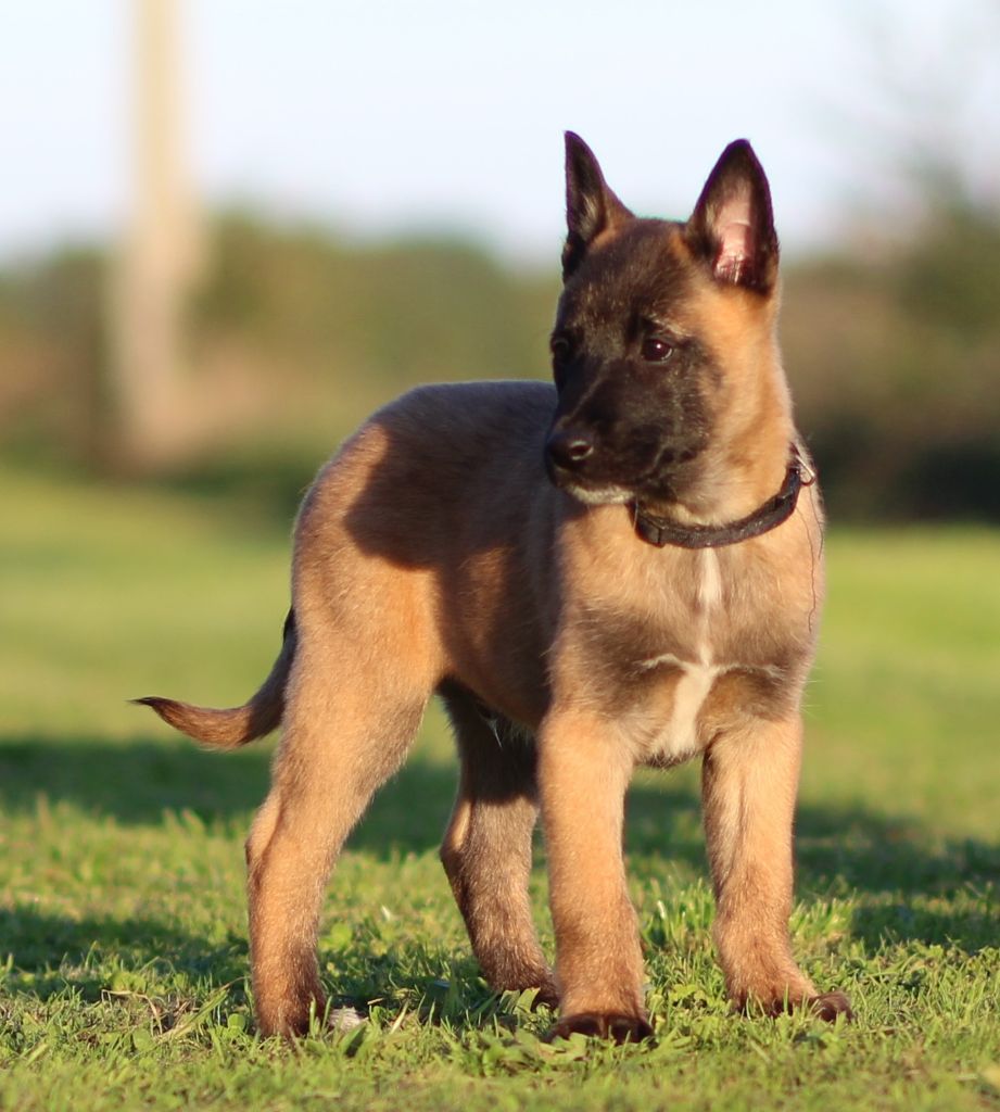 Des Gardiens De La Cigogne - Chiots disponibles - Berger Belge