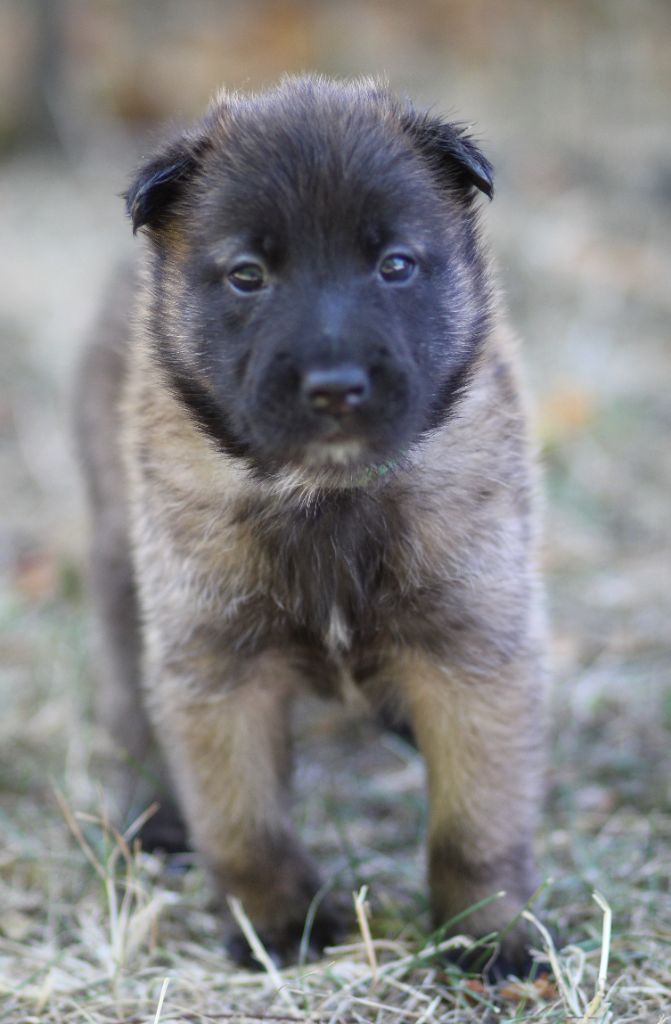 Des Gardiens De La Cigogne - Chiots disponibles - Berger Belge