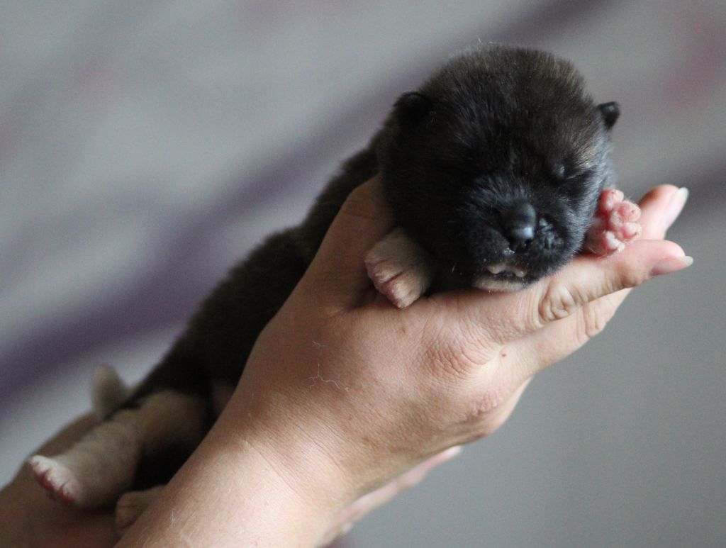 Des Gardiens De La Cigogne - Chiots disponibles - Akita americain