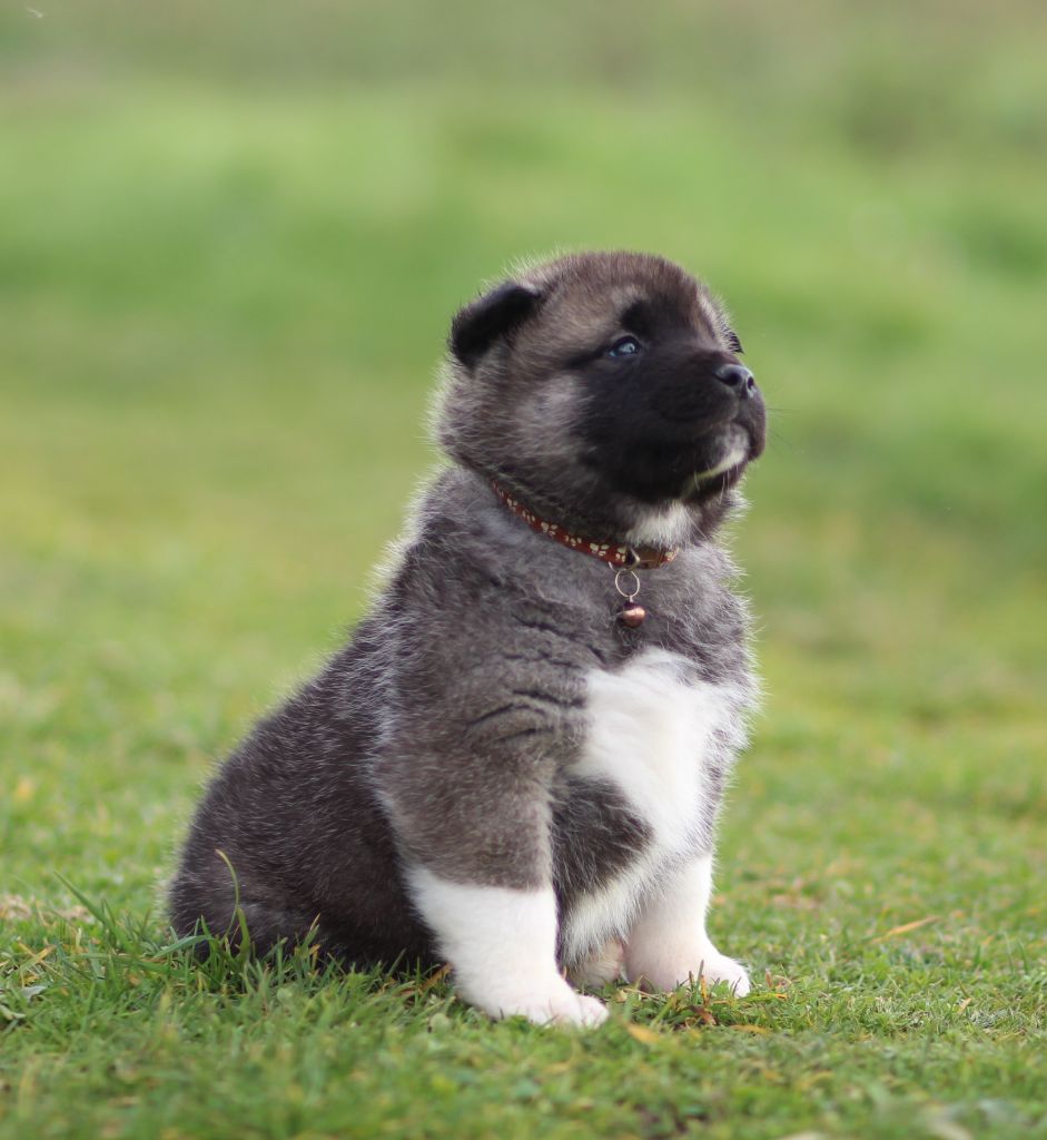 Des Gardiens De La Cigogne - Chiots disponibles - Akita americain