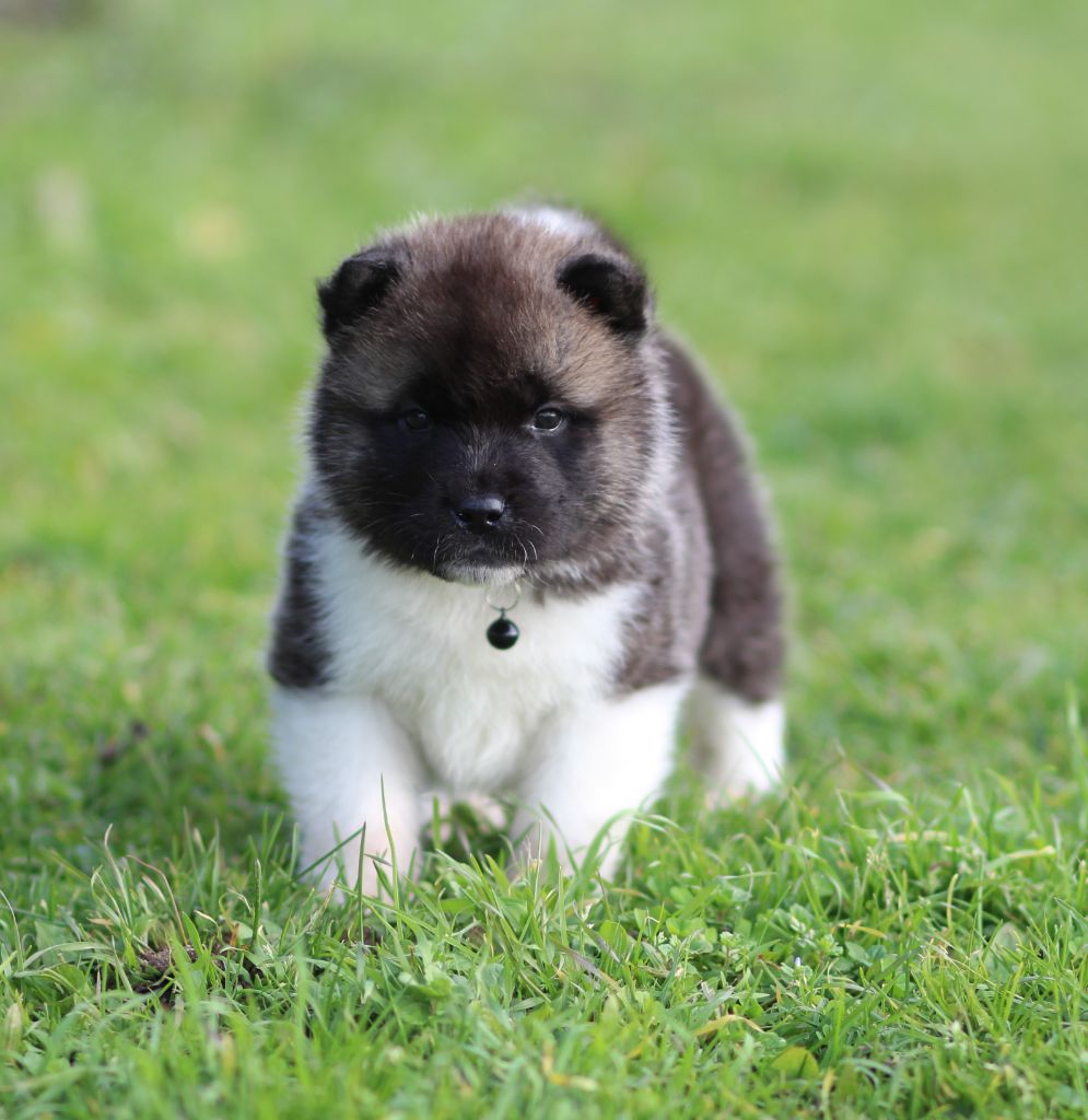 Des Gardiens De La Cigogne - Chiots disponibles - Akita americain