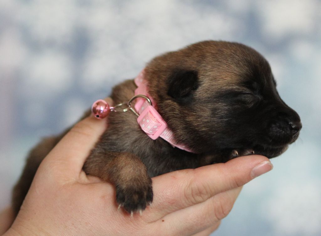 Des Gardiens De La Cigogne - Chiots disponibles - Berger Belge