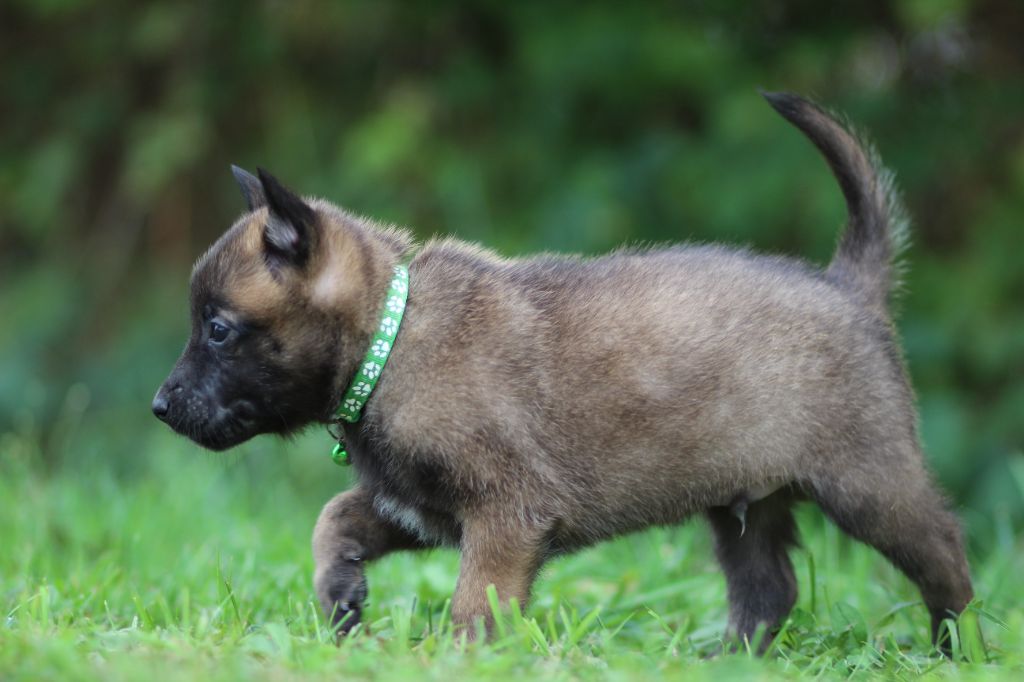 Des Gardiens De La Cigogne - Chiots disponibles - Berger Belge