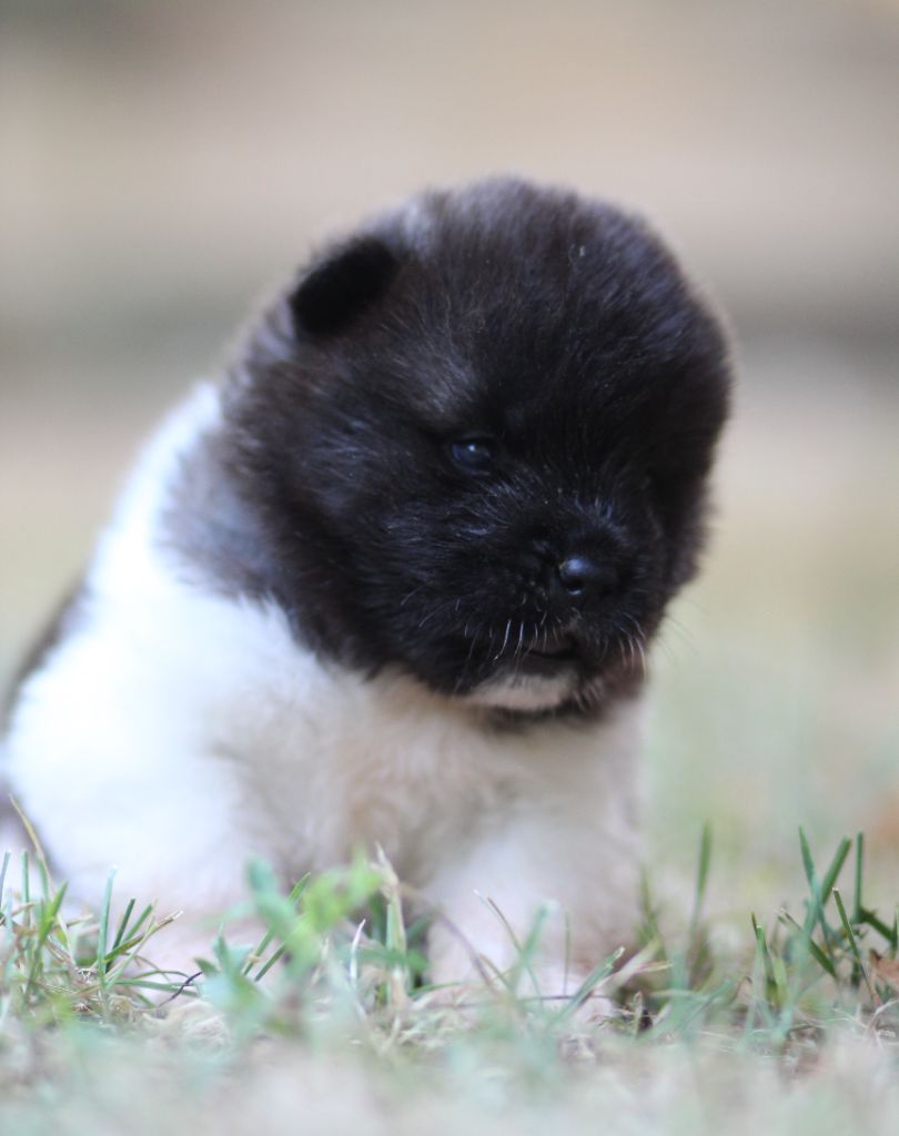 Des Gardiens De La Cigogne - Chiots disponibles - Akita americain