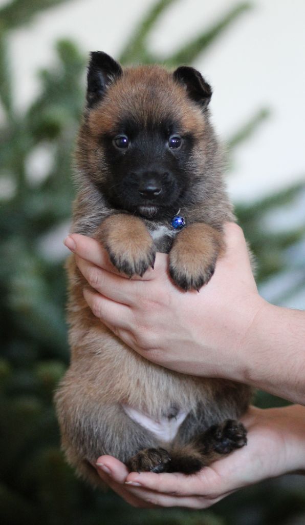 Des Gardiens De La Cigogne - Chiots disponibles - Berger Belge