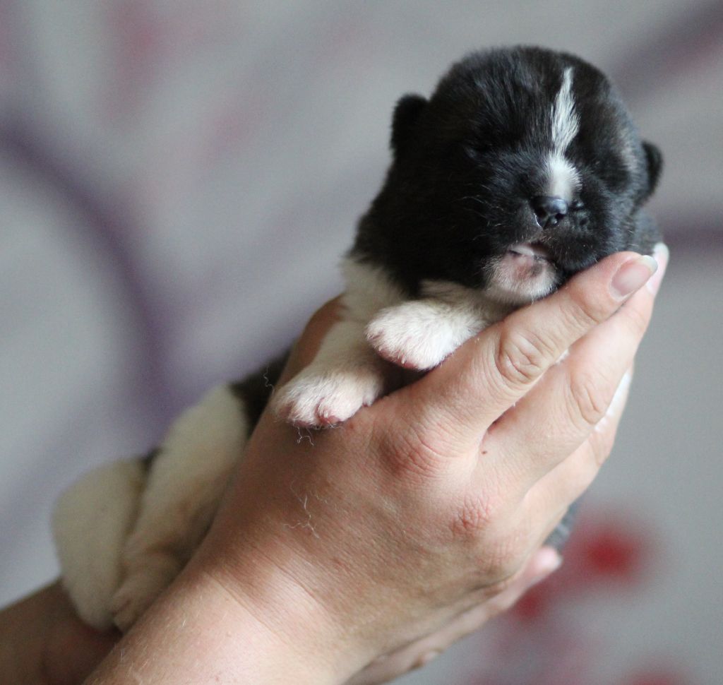 Des Gardiens De La Cigogne - Chiots disponibles - Akita americain