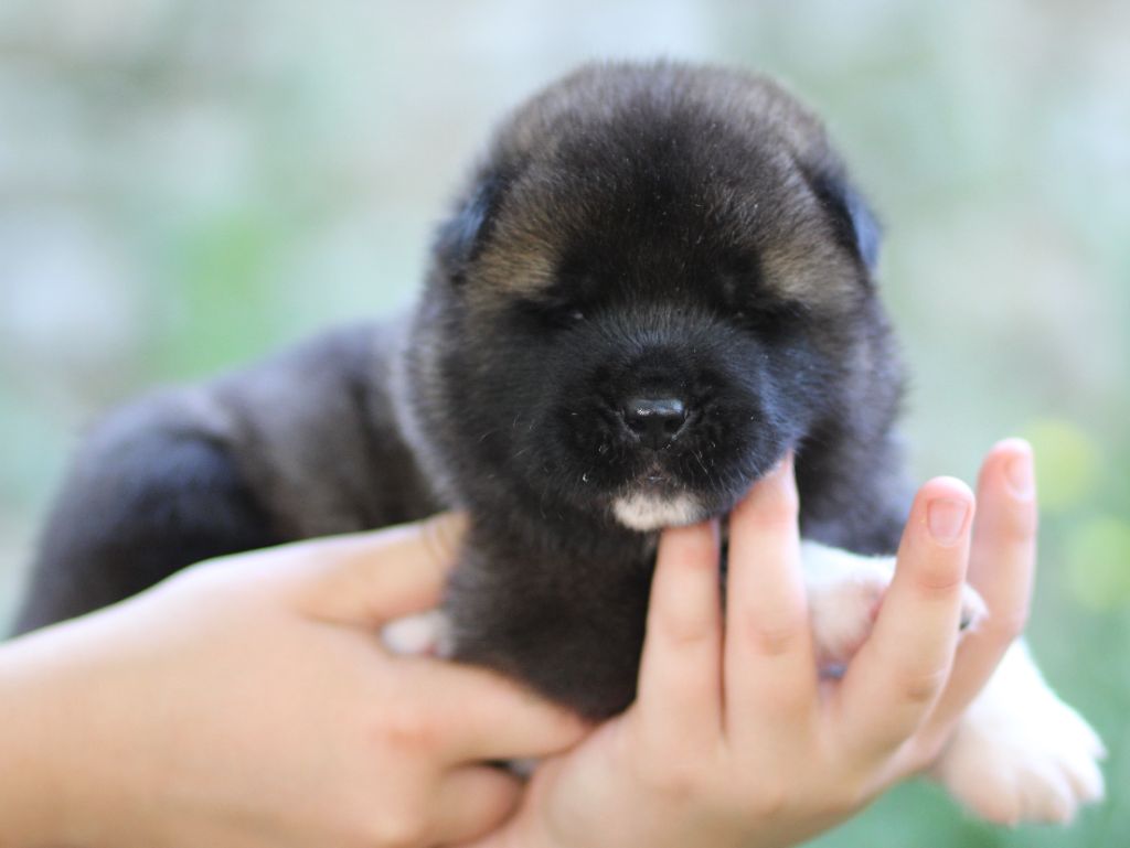 Des Gardiens De La Cigogne - Chiots disponibles - Akita americain