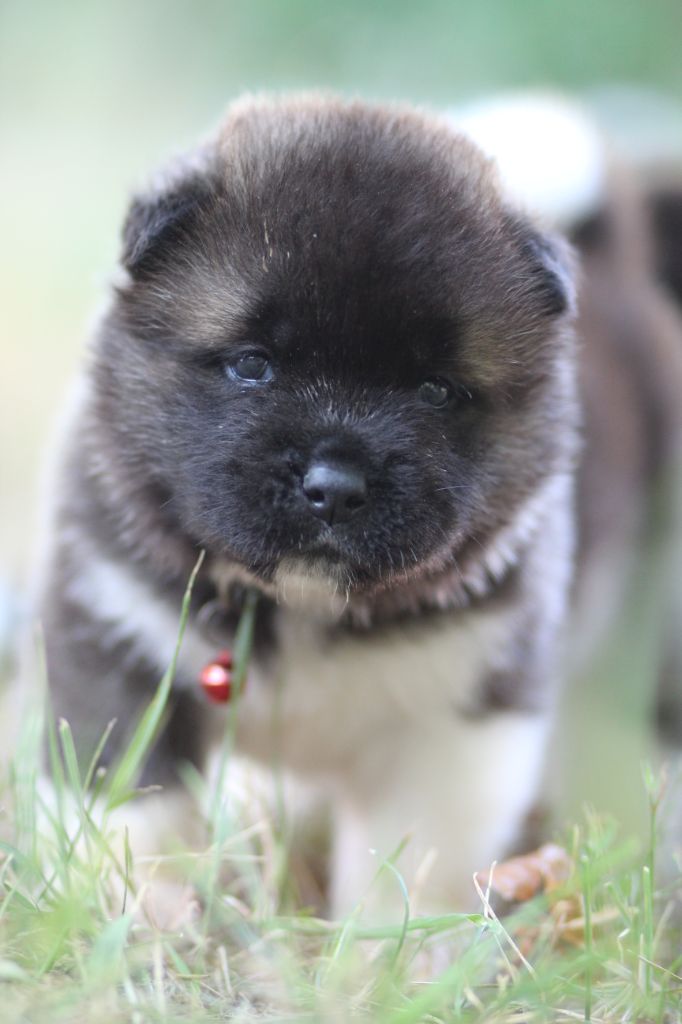 Des Gardiens De La Cigogne - Chiots disponibles - Akita americain