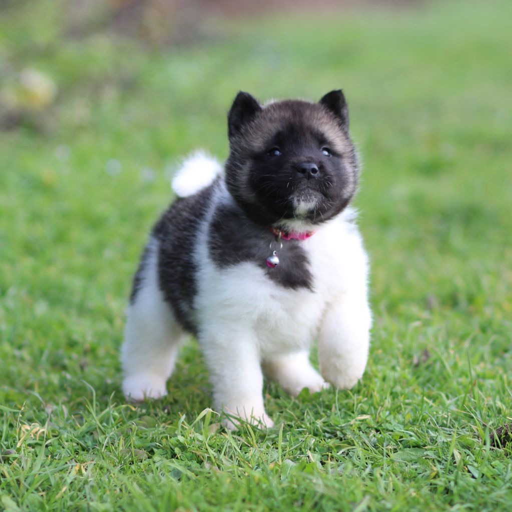Des Gardiens De La Cigogne - Chiots disponibles - Akita americain