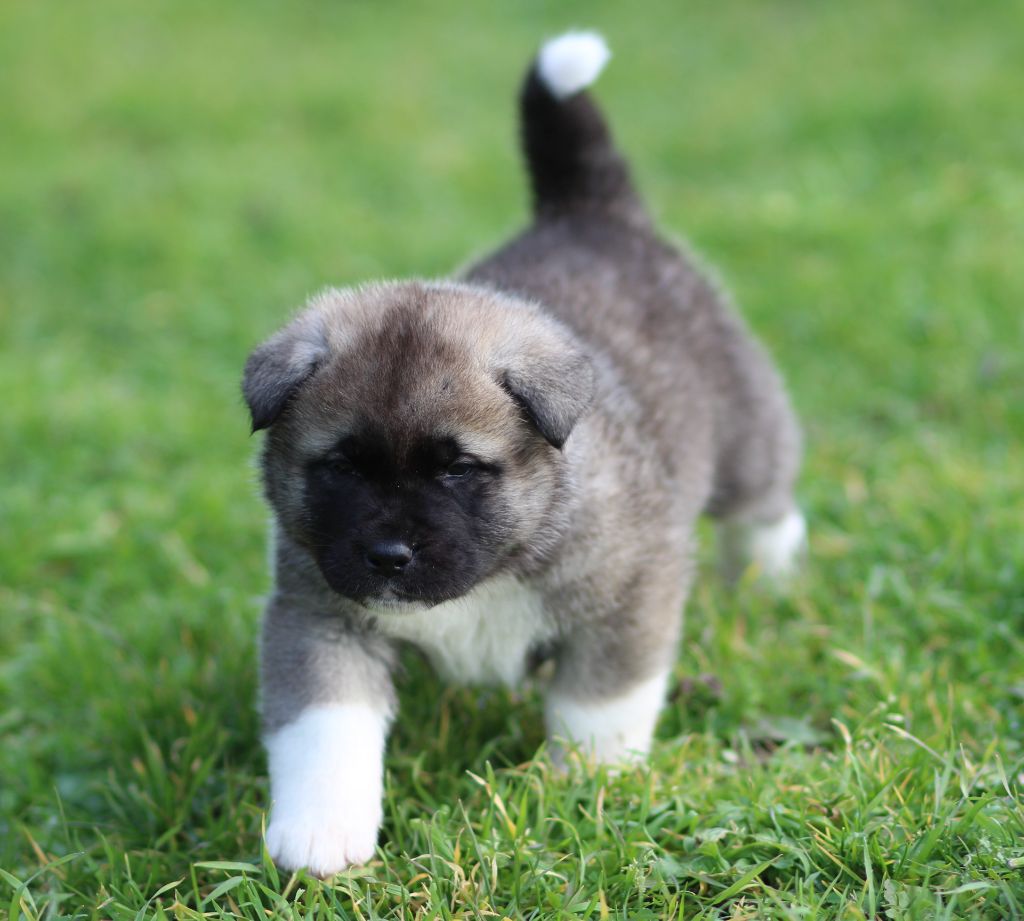 Des Gardiens De La Cigogne - Chiots disponibles - Akita americain