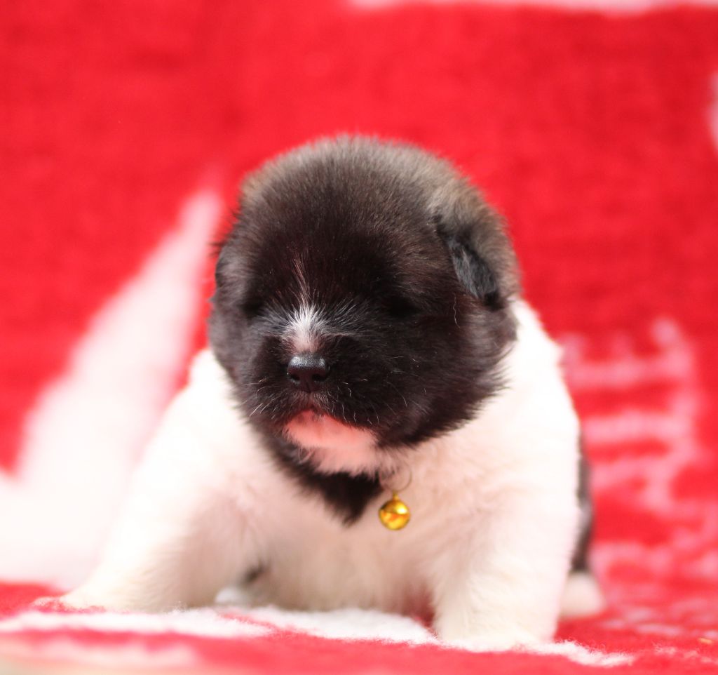 Des Gardiens De La Cigogne - Chiots disponibles - Akita americain