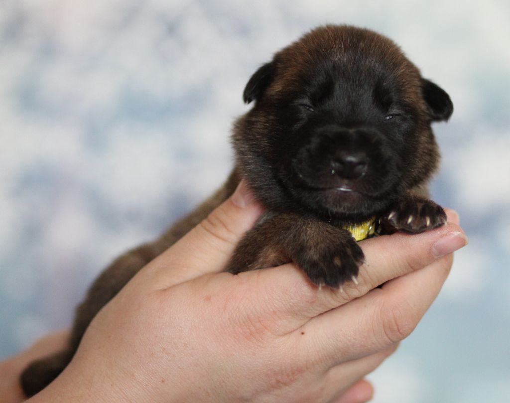 Des Gardiens De La Cigogne - Chiots disponibles - Berger Belge