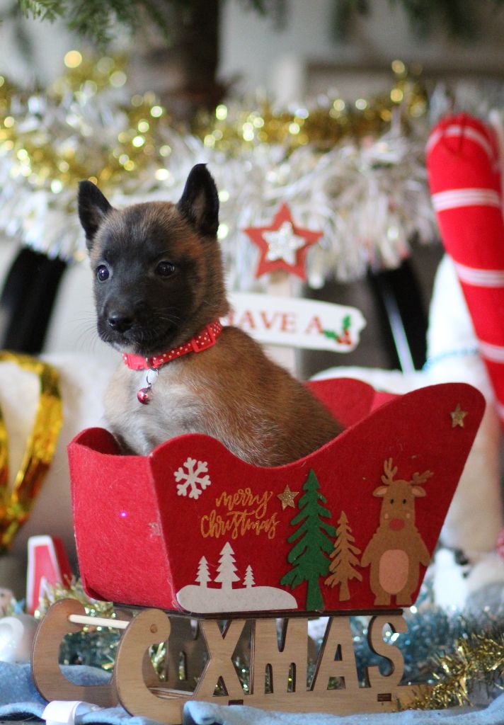 Des Gardiens De La Cigogne - Chiots disponibles - Berger Belge