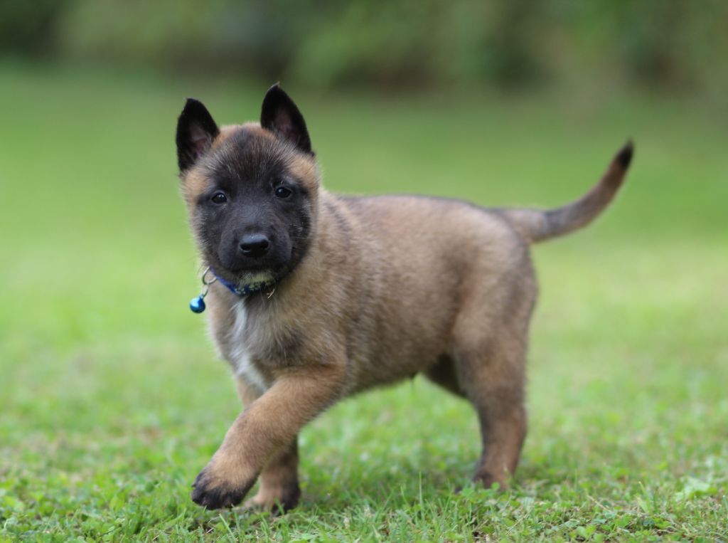 Des Gardiens De La Cigogne - Chiots disponibles - Berger Belge