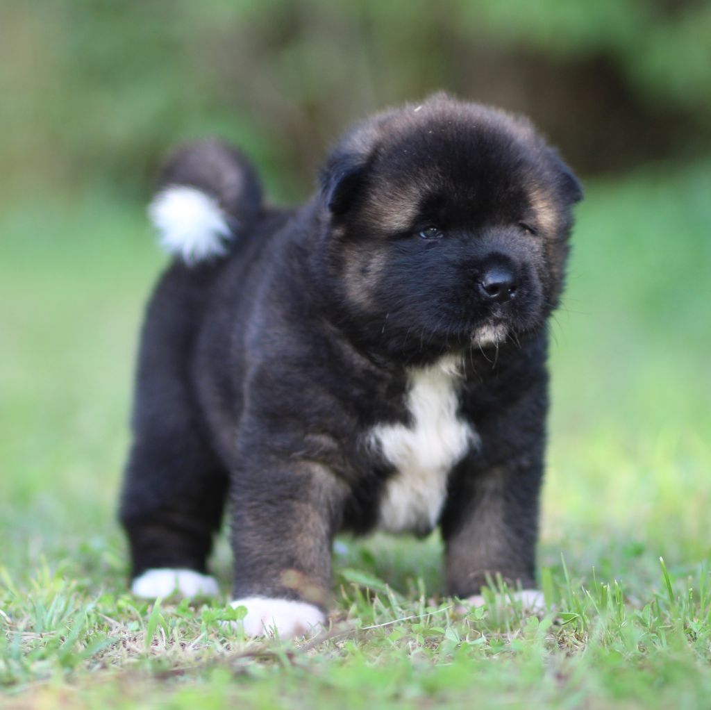 Des Gardiens De La Cigogne - Chiots disponibles - Akita americain