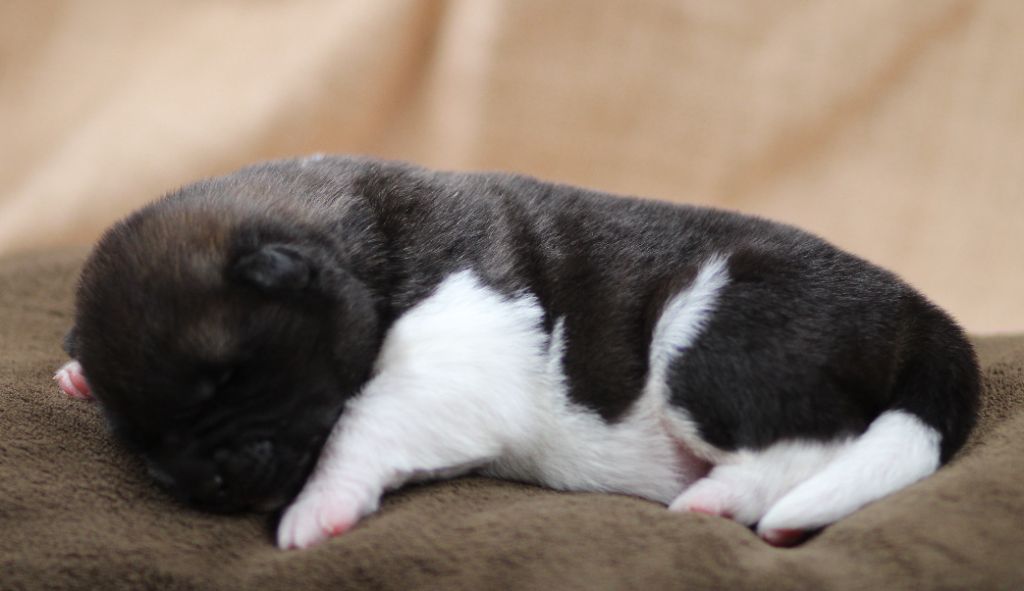 Des Gardiens De La Cigogne - Chiots disponibles - Akita americain