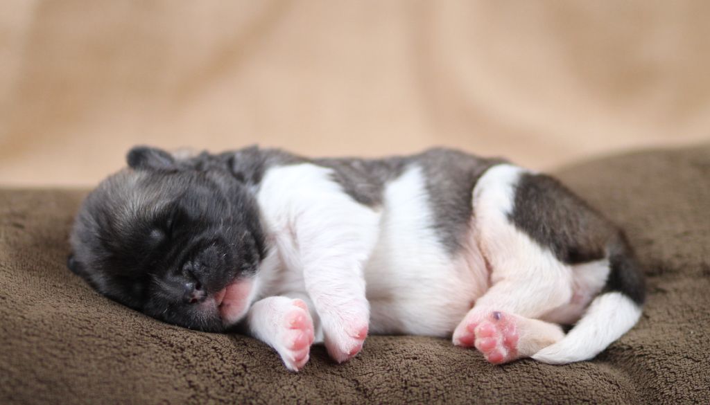 Des Gardiens De La Cigogne - Chiots disponibles - Akita americain