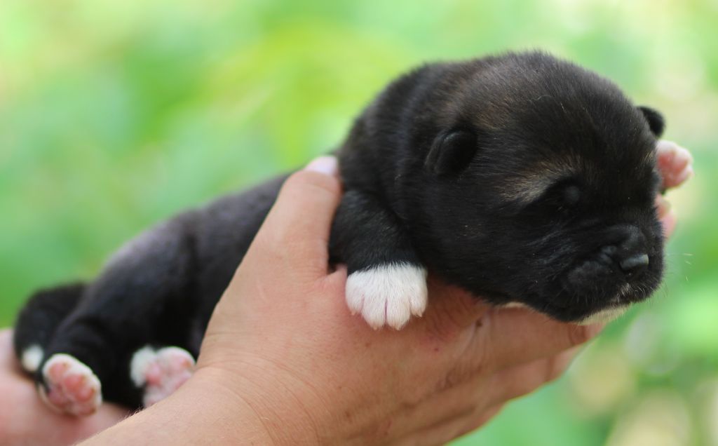 Des Gardiens De La Cigogne - Chiots disponibles - Akita americain