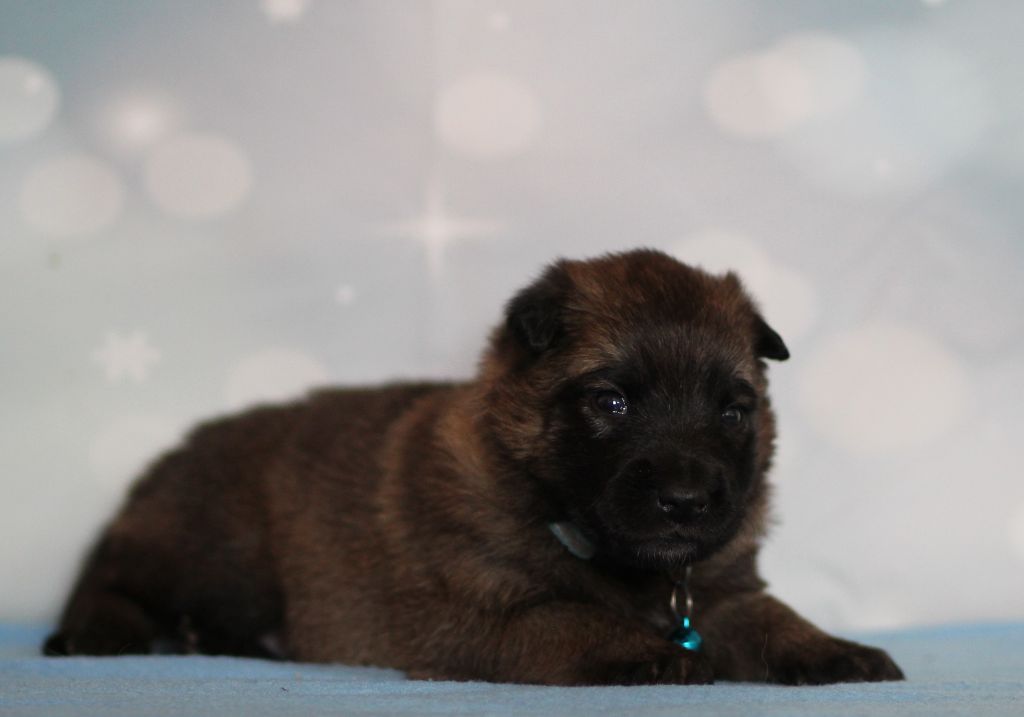 Des Gardiens De La Cigogne - Chiots disponibles - Berger Belge