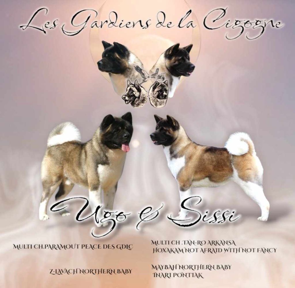Chiot Akita americain Des Gardiens De La Cigogne