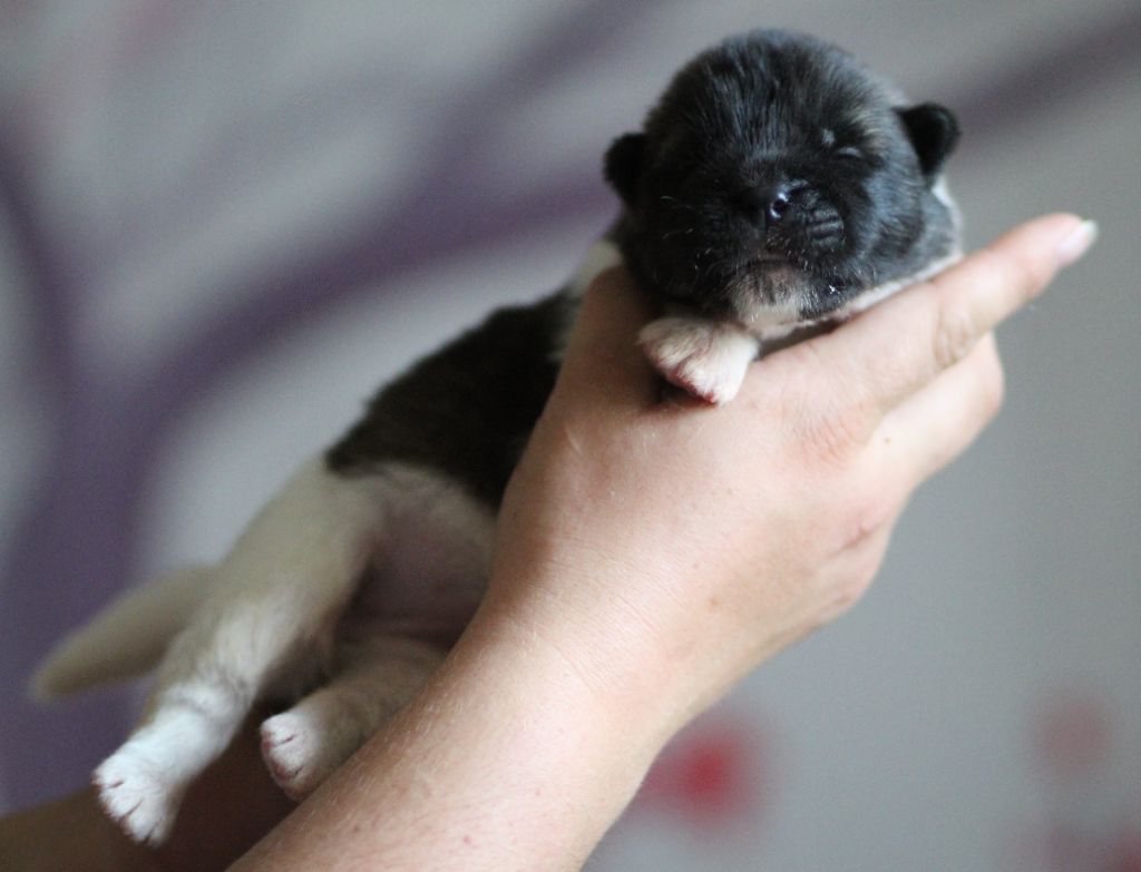 Des Gardiens De La Cigogne - Chiots disponibles - Akita americain