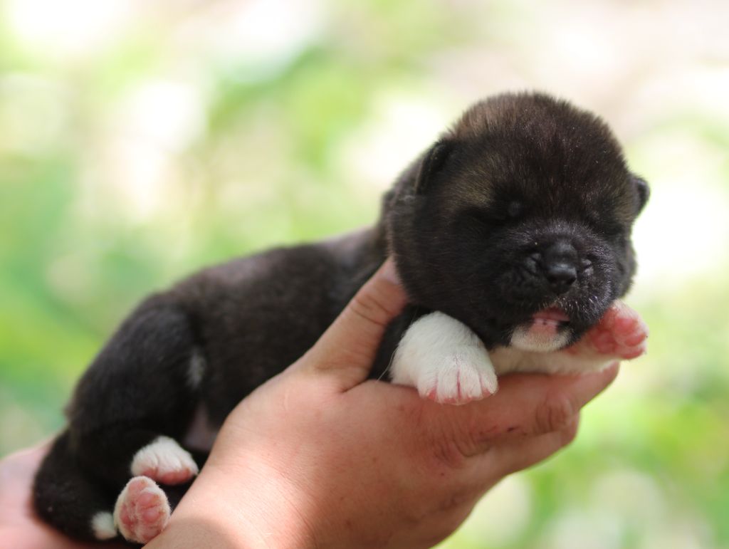 Des Gardiens De La Cigogne - Chiots disponibles - Akita americain
