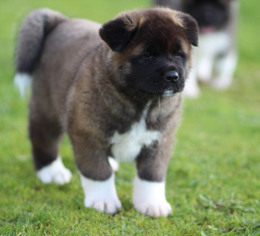 Des Gardiens De La Cigogne - Chiots disponibles - Akita americain