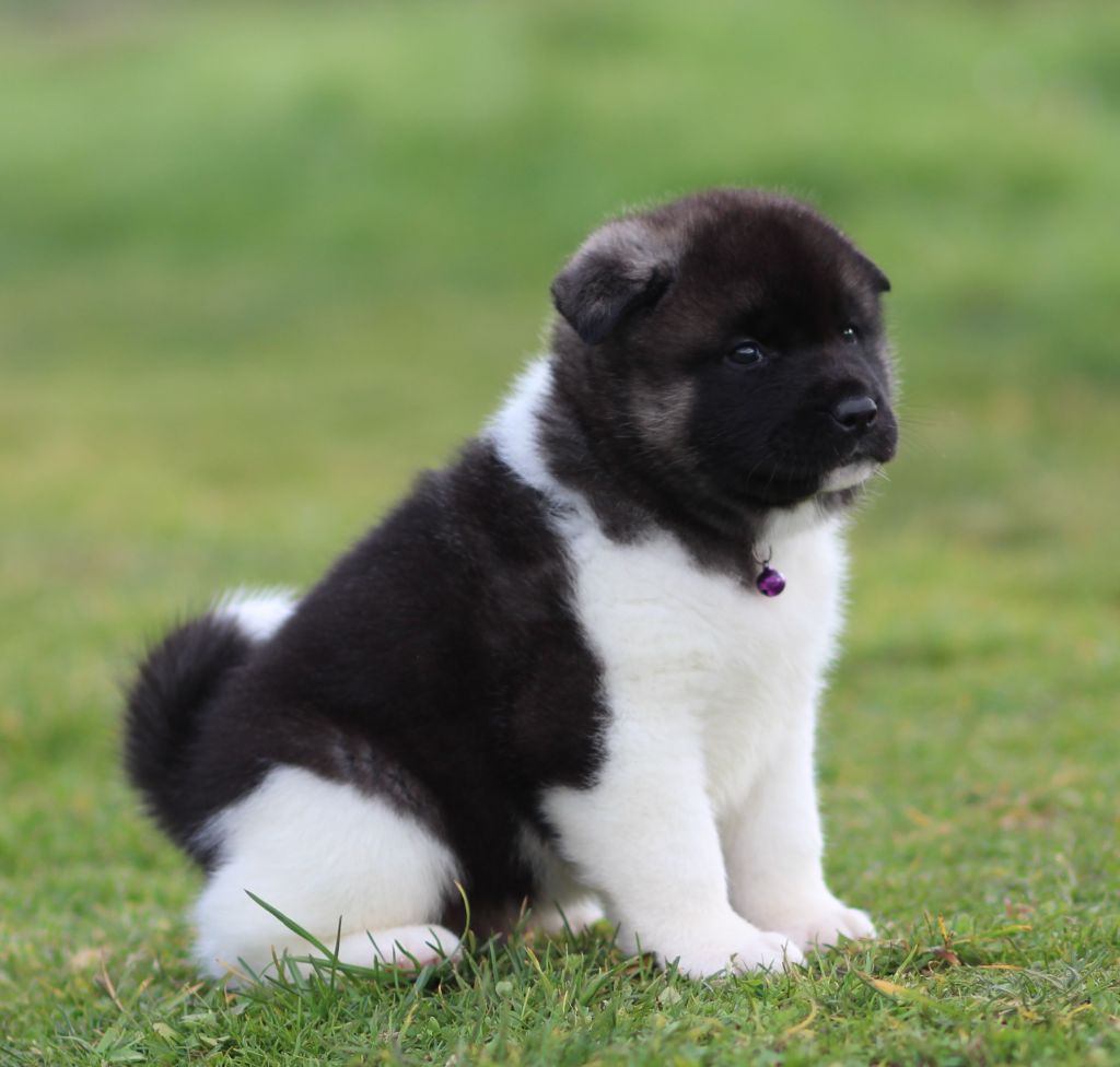 Des Gardiens De La Cigogne - Chiots disponibles - Akita americain