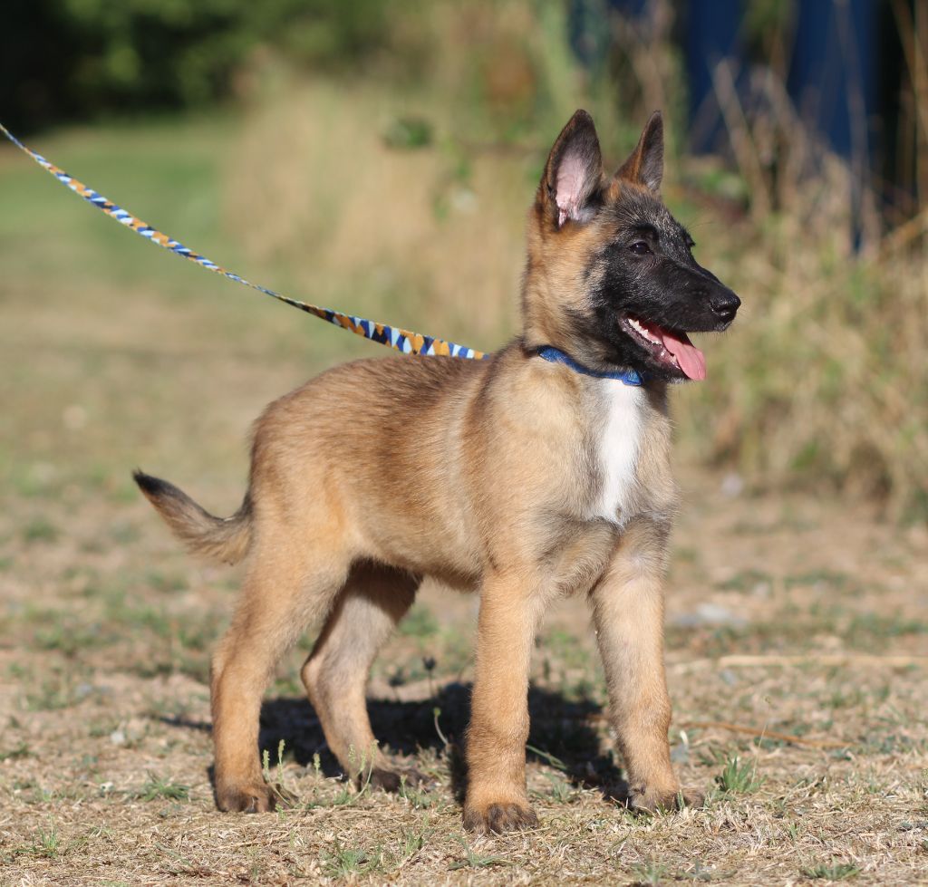 Des Gardiens De La Cigogne - Chiots disponibles - Berger Belge