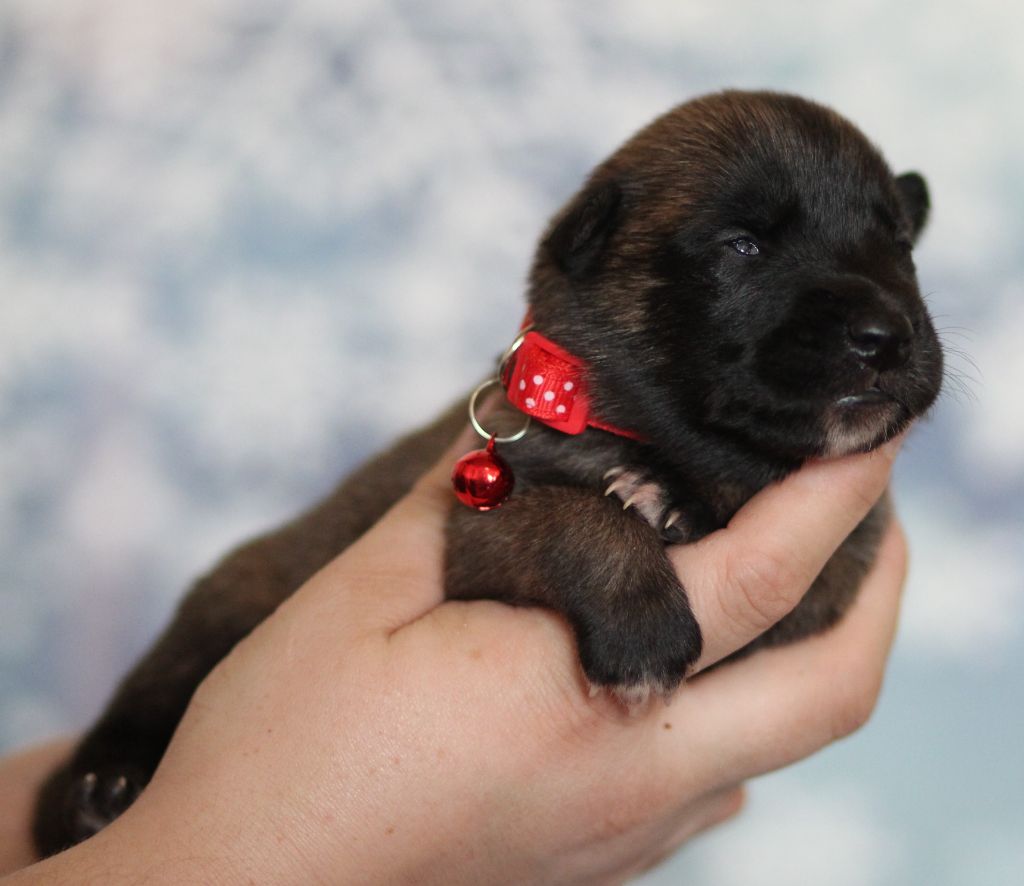 Des Gardiens De La Cigogne - Chiots disponibles - Berger Belge